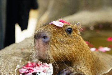 カピバラ露天風呂 神戸どうぶつ王国
