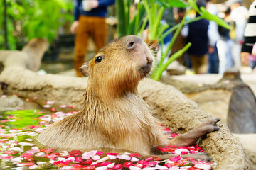 カピバラ露天風呂 神戸どうぶつ王国