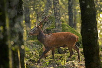 Obraz premium animal