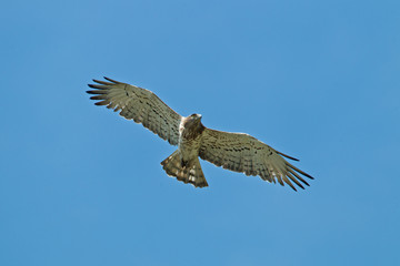 animal