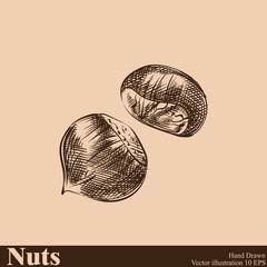 Hand drawn chestnut sketch isolated on beige background. Nuts sketch style vector illustrator.