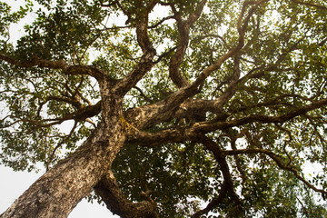View up to the tree top
