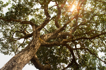 tree and sun.