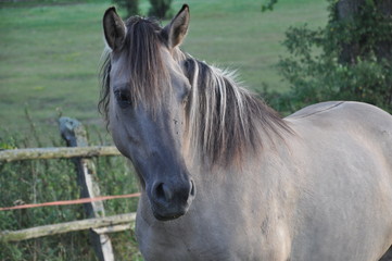 Obraz premium Horse looks at you