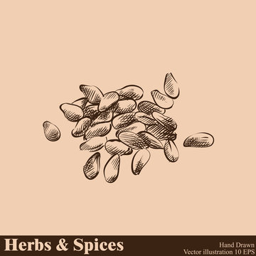 Hand drawn sesame isolated on beige background. Herbs and Spices sketch style vector illustrator.