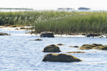 Rocks marsh grass low tide