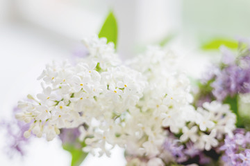 Lilac (Syringa) flowers. Spring background with white and violet flowers.
