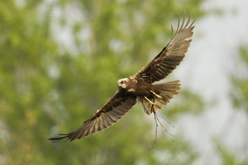 animal