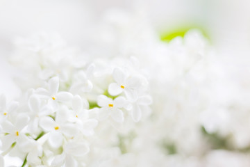 Lilac (Syringa) flowers on white background. Place for text. Soft focus.
