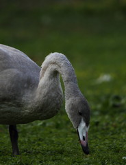 animal