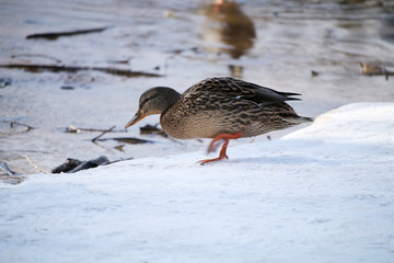 A duck is walking along the snowy pond in the early spring in sunny weather.