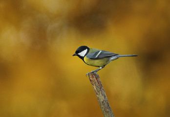 animal