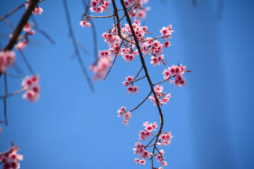  Giant tiger flower in the garden , Soft focus Wild Cherry flower (Prunus cerasoides)