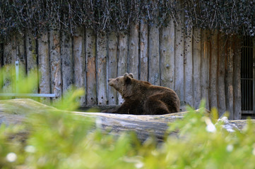 Brown bear relaxing in front of a house