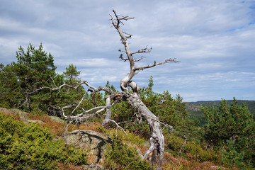 alter Baum auf dem Skuleberget, Schweden 2