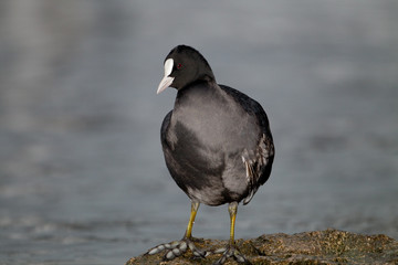 animal