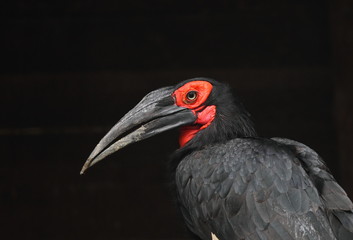 animal