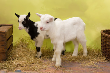 Naklejka na ściany i meble Two baby goats