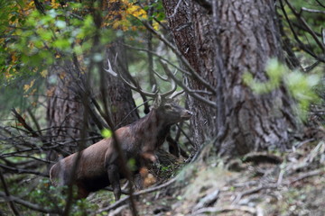 animal