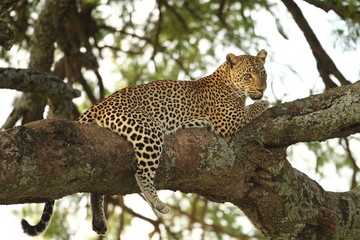animal