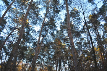 Сосновый лес / Pine forest