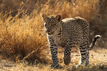 animal