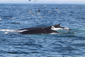 Fototapeta premium Animal