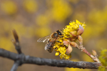 Honey bee collecting nectar on yellow flower, Honey Bee pollinating wild flower
