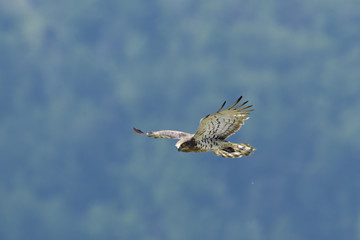 Fototapeta premium Animal