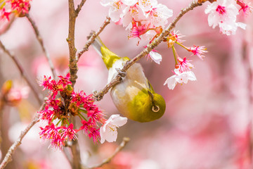 The Japanese White eye.The background is winter cherry blossoms. Located in Tokyo Prefecture Japan.
