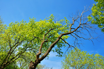 Dead tree on one side and living tree on the spring