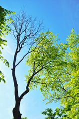 Fototapeta premium Dead tree on one side and living tree on the spring time