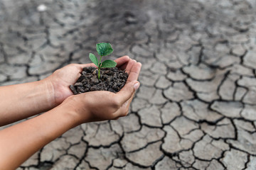 Hand holding and protect little green plant in soil over dry and crack soil because no water long time at here.