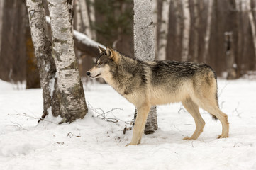 Grey Wolf (Canis lupus) Alertly Looks Left