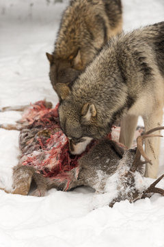 Grey Wolves (Canis lupus) Feed on Body of White-Tail Deer