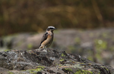 Animal