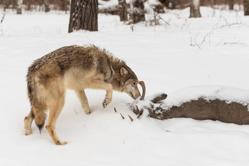 Fototapeta na wymiar Grey Wolf (Canis lupus) Sniffs at Body of White-Tail Buck