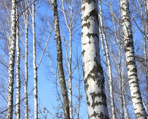 Trunks of birch trees against blue sky, birch forest in sunlight in spring,birch trees in bright sunshine