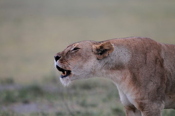 wildlife