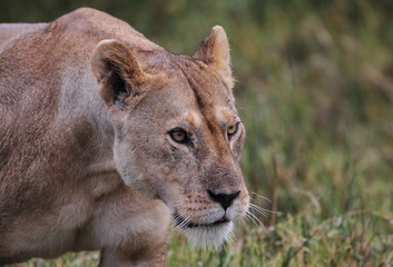 wildlife