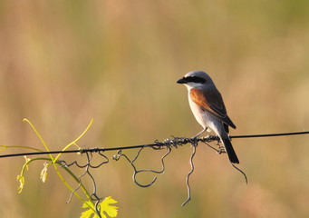 wildlife