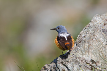 wildlife