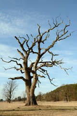 Leafless, dead Rogalin oak against the blue sky