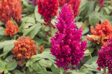 Celosia argentea or Plumed cockscomb blossom