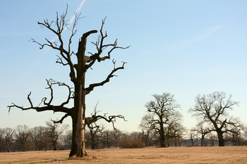 Fototapeta na wymiar Leafless, dead Rogalin oak against the blue sky, with two alive oaks in the background