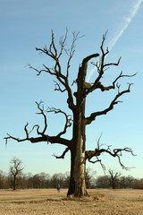 Leafless, dead Rogalin oak against the blue sky, with a human standing near it