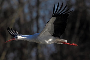 Naklejka premium wildlife