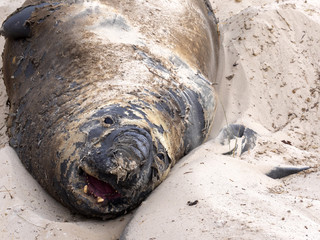 portrait the male South Elephant Seal, Mirounga leonina , Carcass, Falkland-Malvinas