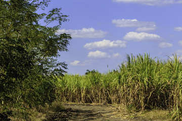 Sugar cane in Cuba