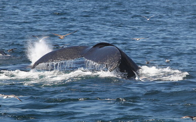 Fototapeta premium wildlife